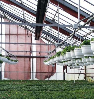 Gewächshaus mit eingebauten Multibrennersystem NRV, dass sich an die Besonderheiten der Halle anpasst