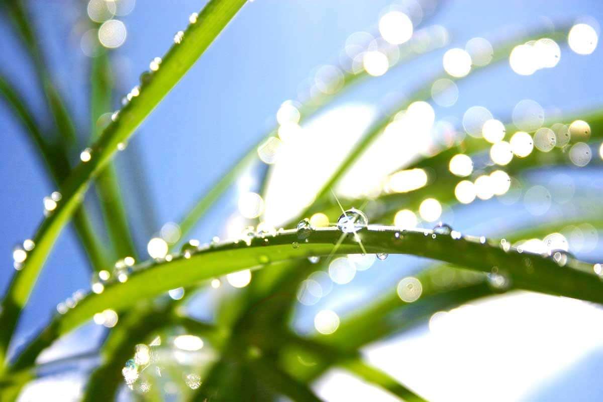 kuebler fű zöld zöld környezetvédelmi tanúsítvány fotolia 688089 300 dpi kompr