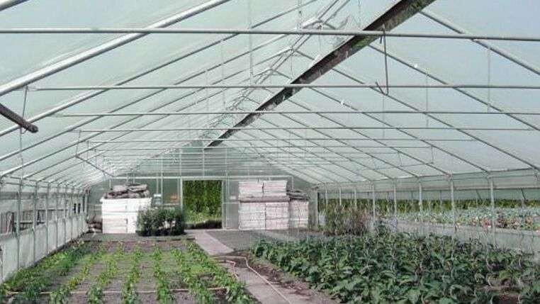 Großes Gewächshaus, dass durch das Multibrennersystem NRV von KÜBLER beheizt wird