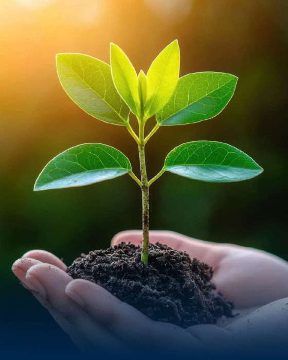 Nuori kasvi käsissä auringonlaskun aikaan